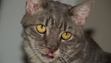 Royal Canin® names Rescue Cat of the Year