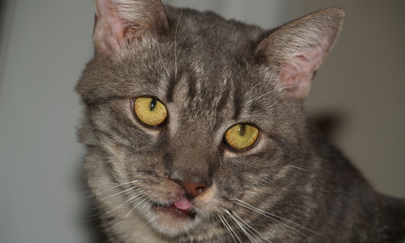 Royal Canin® names Rescue Cat of the Year