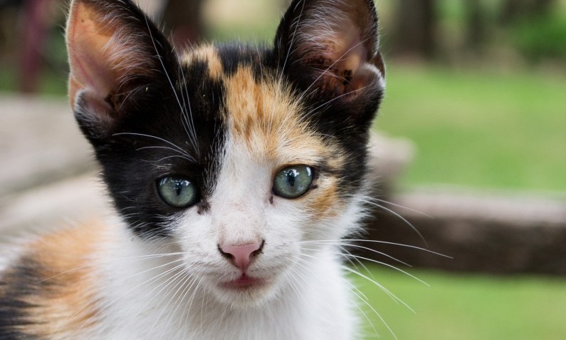 Cats Protection launches knitting bee