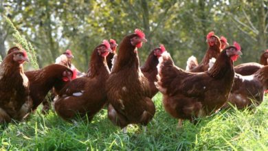 Good eggs and bad eggs this British Egg Week