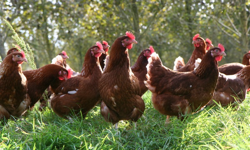 Good eggs and bad eggs this British Egg Week