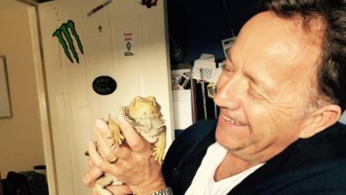 Pet bearded dragon found alive after house fire