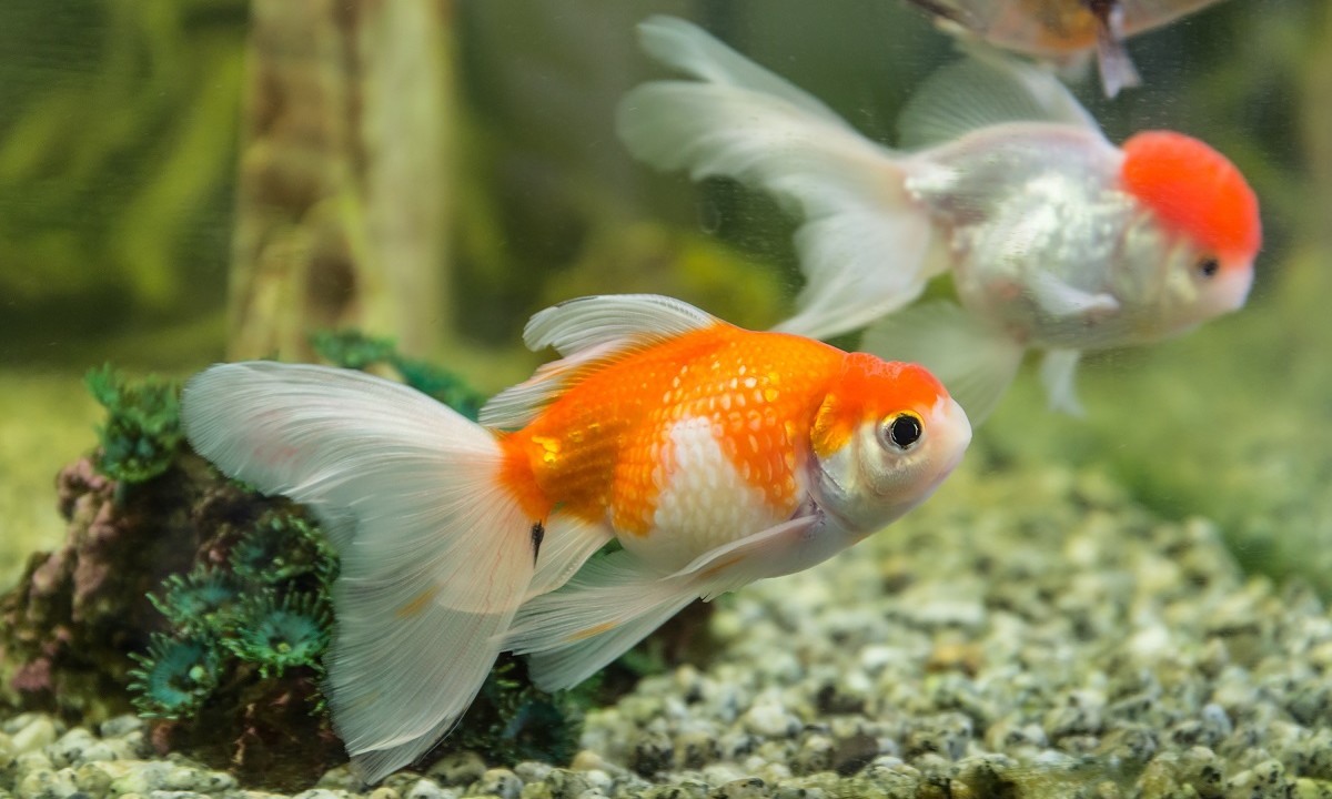 OATA’s new pond and aquarium contractor scheme