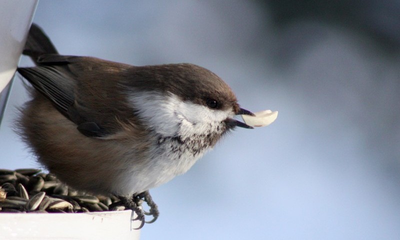 Blackcaps are arriving in British gardens due to bird food