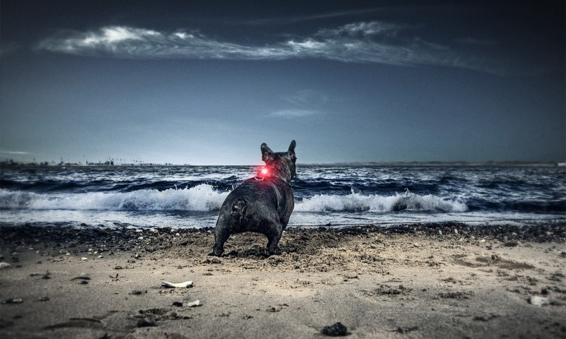 Orbiloc appoints Pedigree Wholesale as exclusive UK distributor