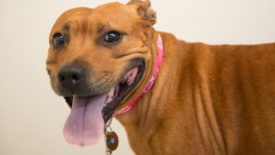 PDSA issues warning after cases of killer parasite rocket by 35 percent in five years
