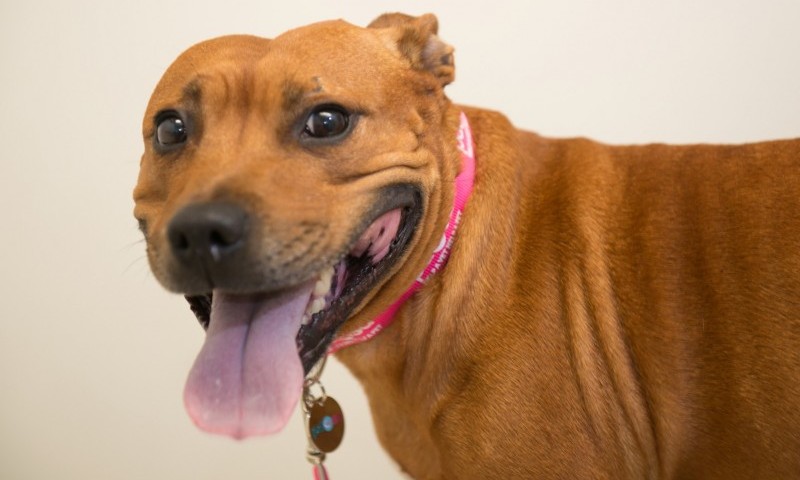 PDSA issues warning after cases of killer parasite rocket by 35 percent in five years