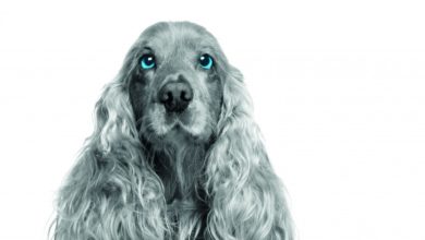 Video advice from Bayer Animal Health