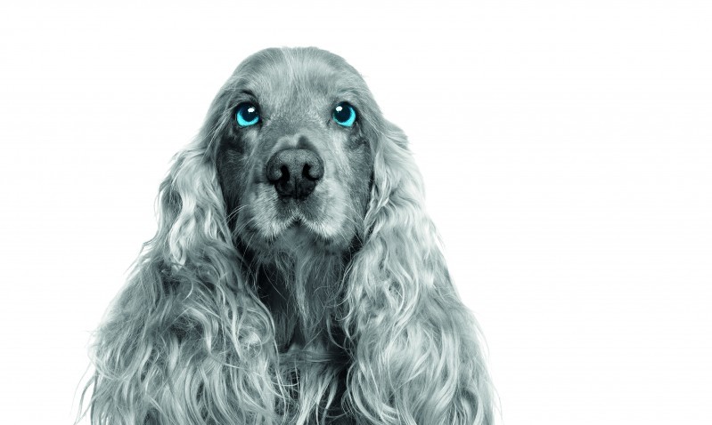 Video advice from Bayer Animal Health