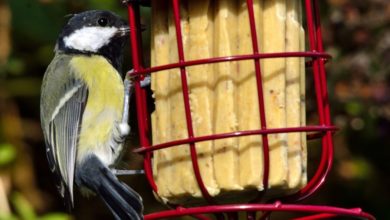 Success for Suet To Go®