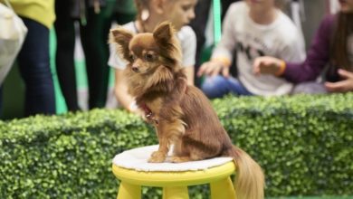 The London Pet Show rebrands
