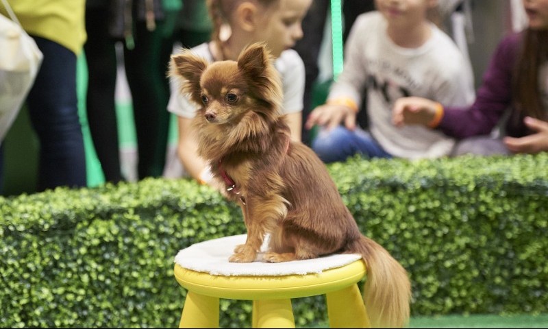 The London Pet Show rebrands