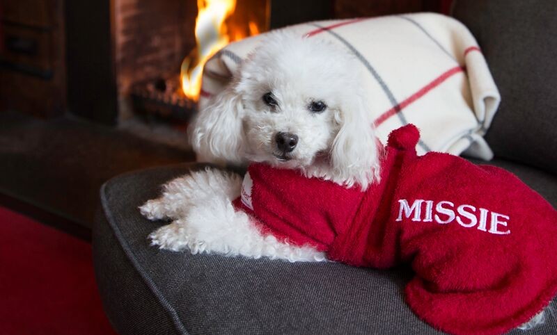 Dogrobes launches TV campaign