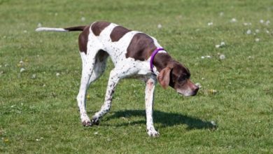 Number of missing gundogs continues to rise