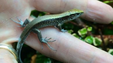 Madagascan plated lizard bred in captivity