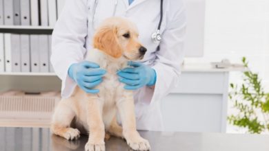 84 percent of vets give up time for animal charities and shelters