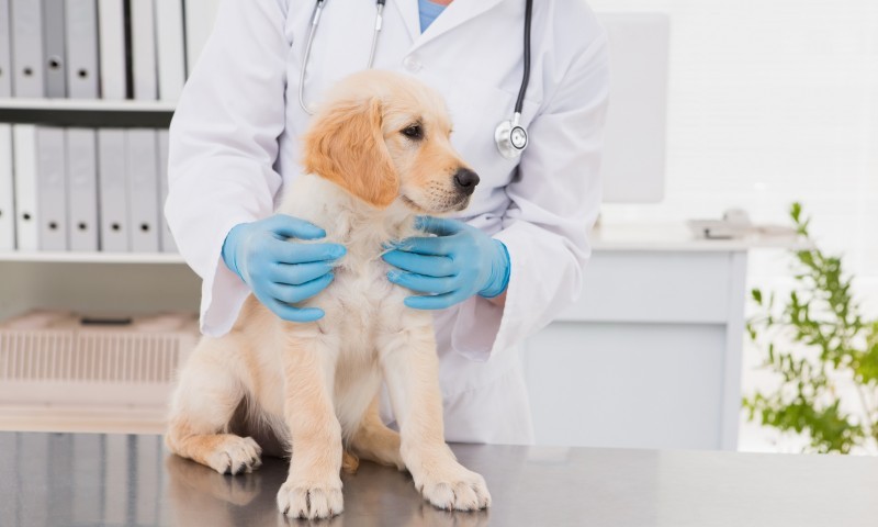 84 percent of vets give up time for animal charities and shelters