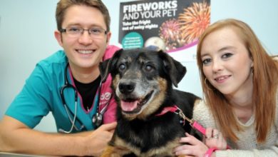 UK vets brace for Bonfire Night