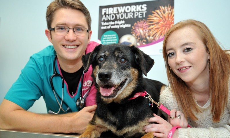 UK vets brace for Bonfire Night