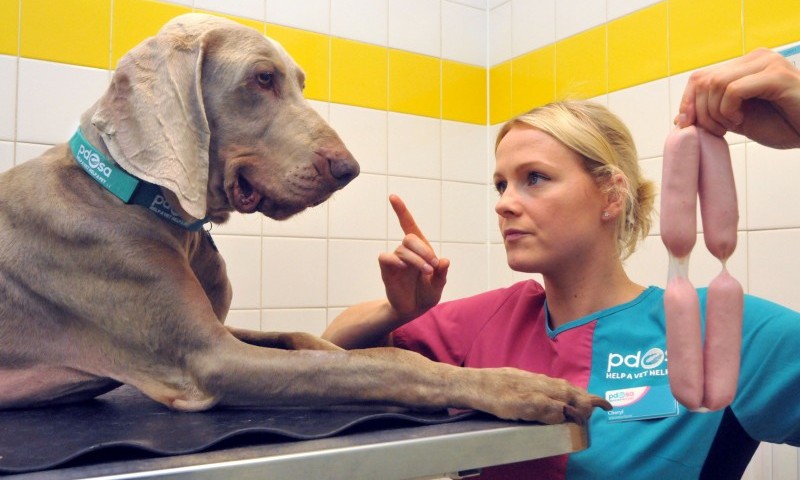 Dog survives after sausage binge