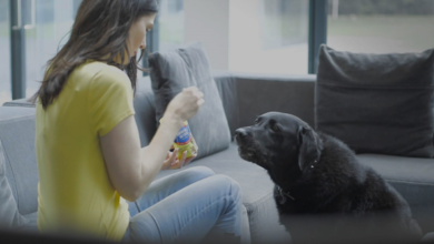 InformPet promotes oral health on TV screens