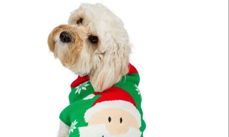 Pet owners go crazy for Christmas gifts