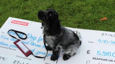 Beaphar’s Worm Awareness Week helps hearing dog, Rose, begin training