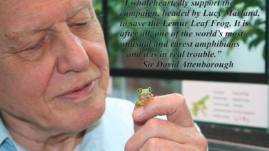 Sir David Attenborough supports nine-year-old Lucy’s fight to save Lemur Leaf Frog