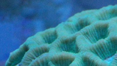 OATA in favour of sentence on illegal coral trader