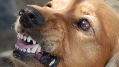 Report exposes shocking extent of dog fighting in the UK