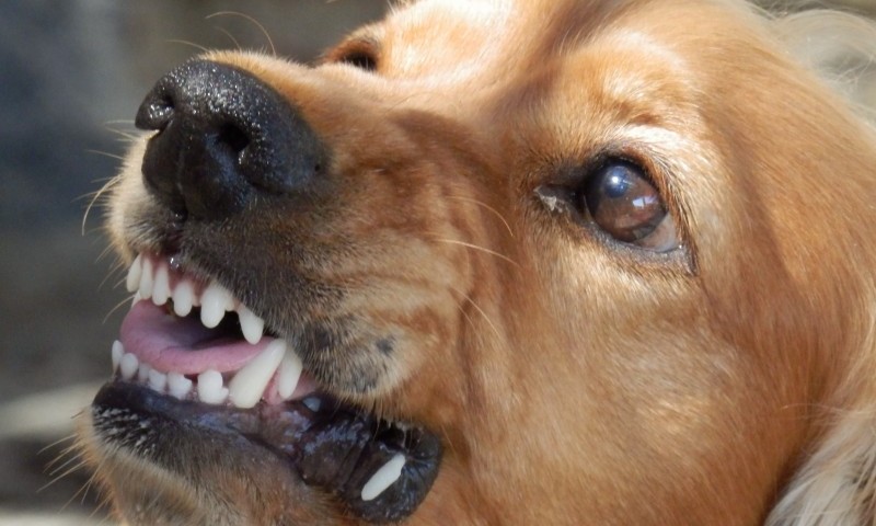 Report exposes shocking extent of dog fighting in the UK