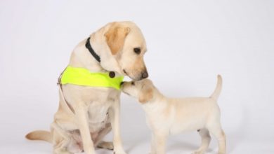 Forthglade will partner with Guide Dogs for 2016