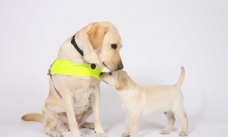 Forthglade will partner with Guide Dogs for 2016