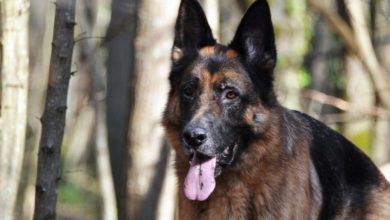 Screening and responsible breeding is improving dogs’ health