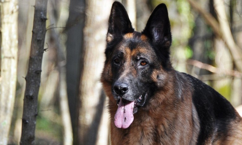 Screening and responsible breeding is improving dogs’ health