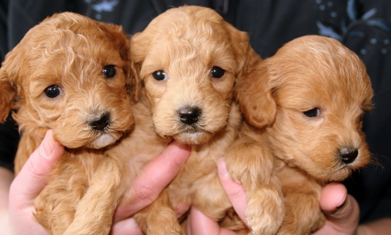 New consultation to stop back-street breeders