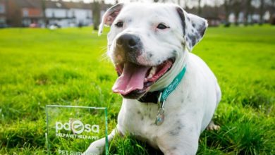 Dog shot in the head named PDSA Pet Survivor 2015