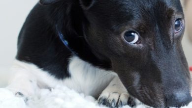 50% rise in pets given as gifts