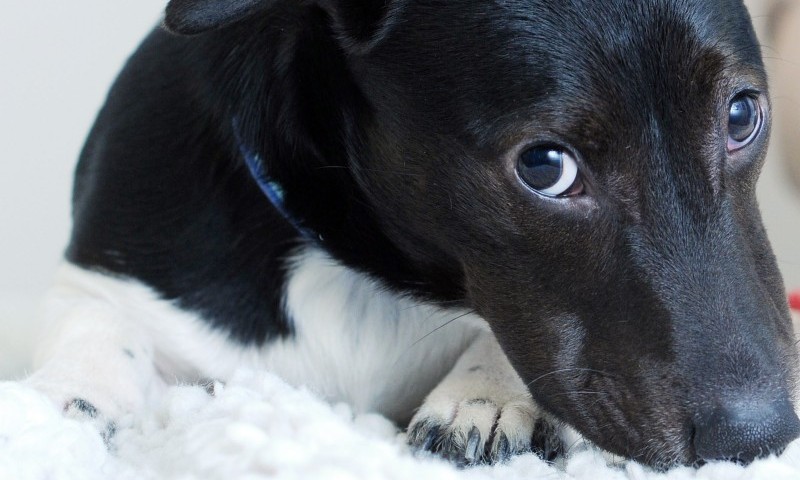 50% rise in pets given as gifts