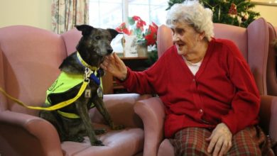 Dog wins the Blue Cross Medal for heroism