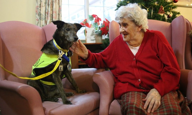 Dog wins the Blue Cross Medal for heroism