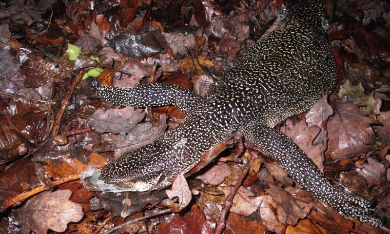 Snake and lizard found mutilated in woodland