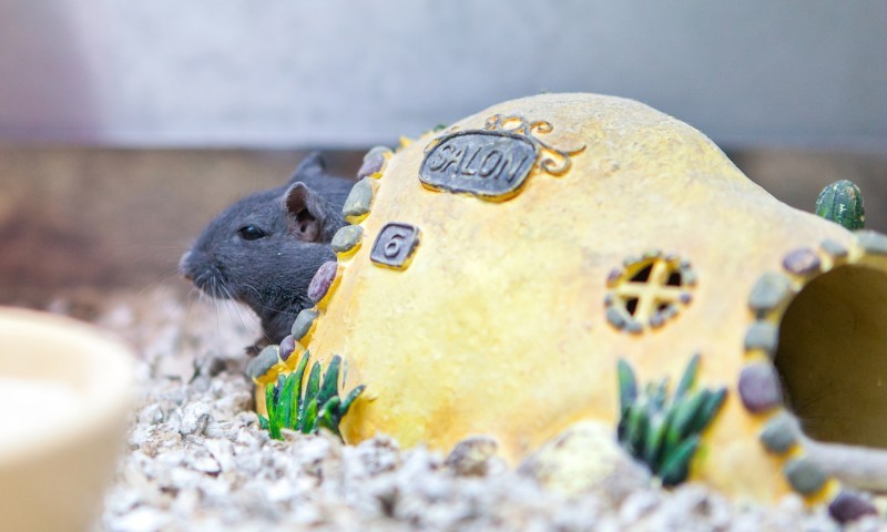 PIF seeks industry views