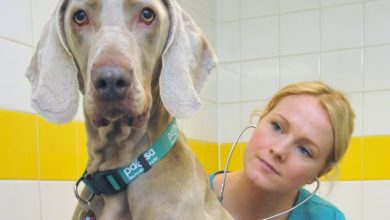 PDSA offers free workshops for veterinary professionals