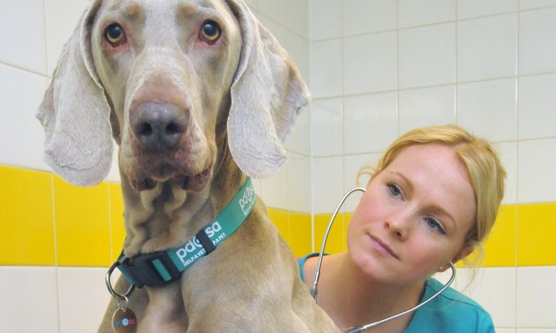 PDSA offers free workshops for veterinary professionals