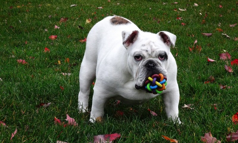 Pet parents keep the market afloat