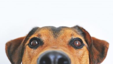 Top ten unusual items eaten by dogs