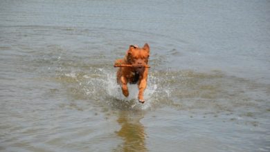 Vets warn against sticks for dogs