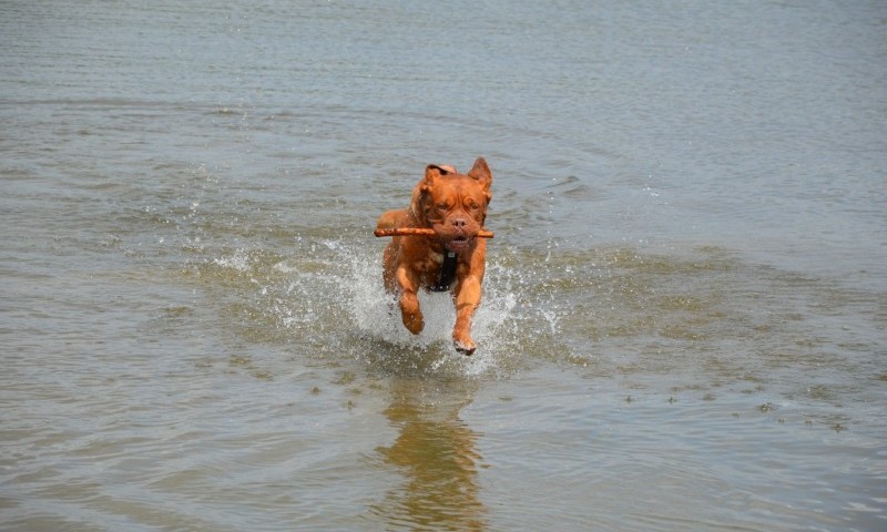 Vets warn against sticks for dogs