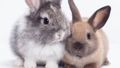 Great British Bake Off star lends helping hand at small animal show